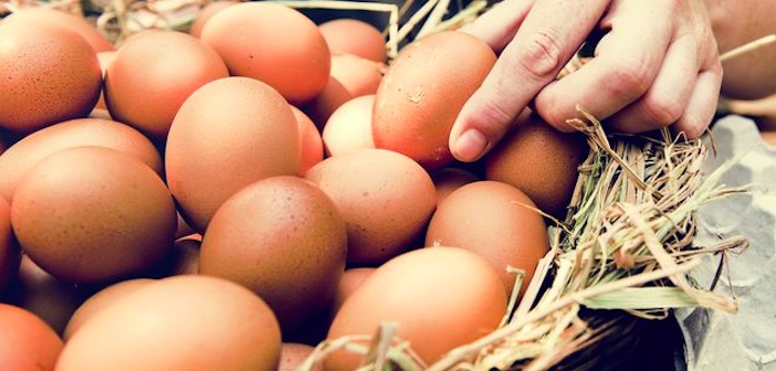 Kahverengi Mi, Beyaz Yumurta Mı Daha Besleyici? yumurta-rengi