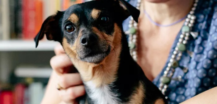 Köpeğinizin Sizi Sağlıklı Tutacak Gizlice Yaptığı 5 Şey kopek-saglik
